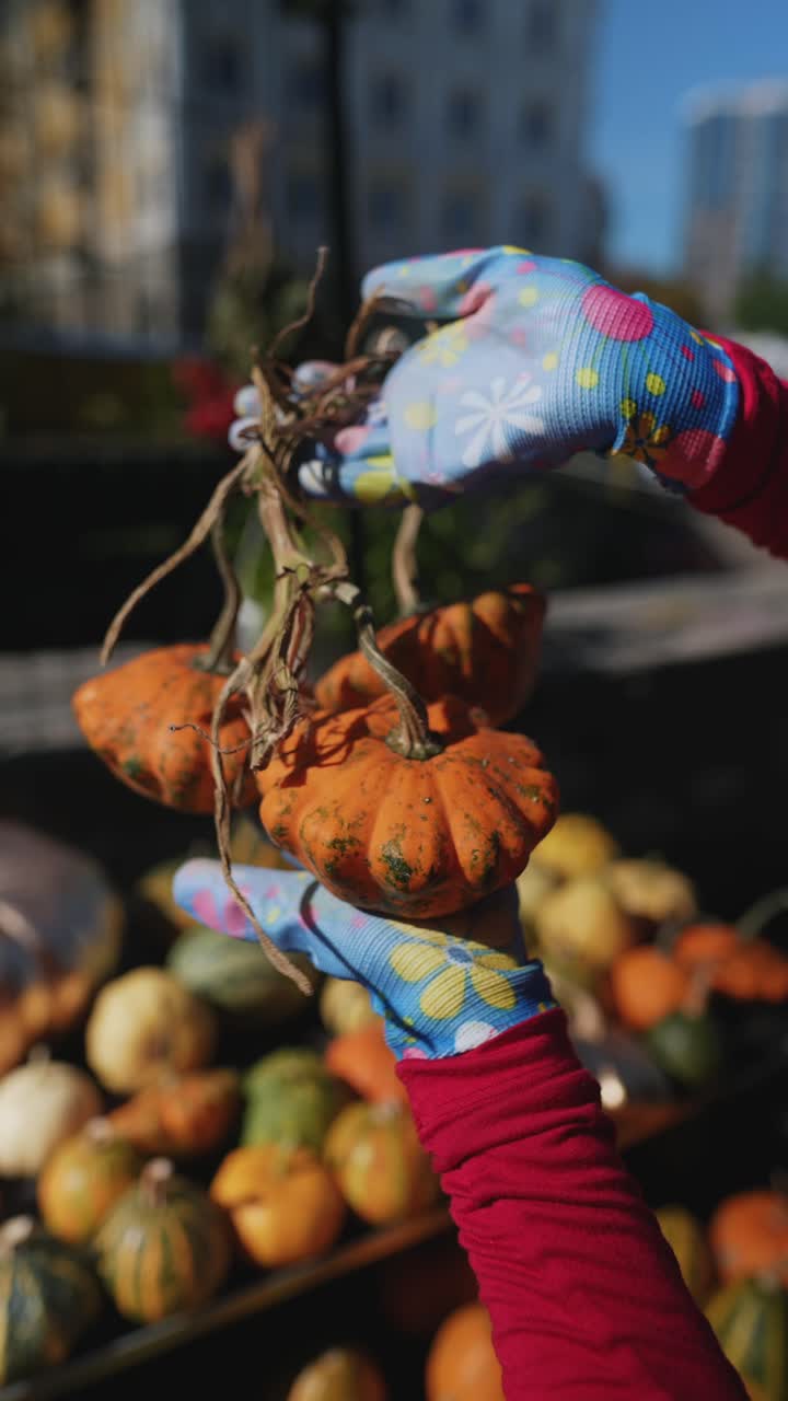 calabazas y calabazas en un mercado de agricultores