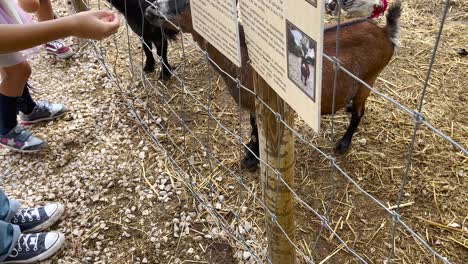 people feeding miniature goats in their home