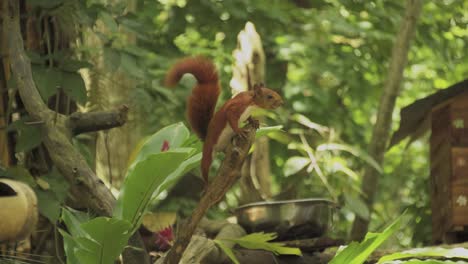 Linda-Ardilla-Roja-En-Un-árbol-Comiendo-Nuez,-Animales-Y-Naturaleza