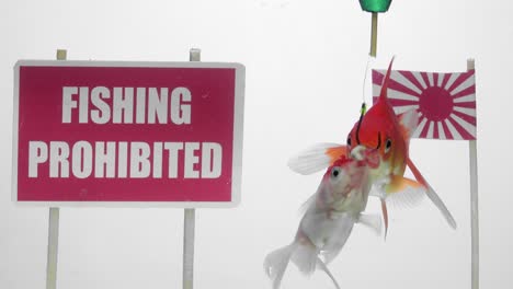 goldfish swimming in front of a panel fishing prohibited