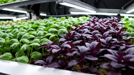 indoor vertical farming of basil and red leaf lettuce