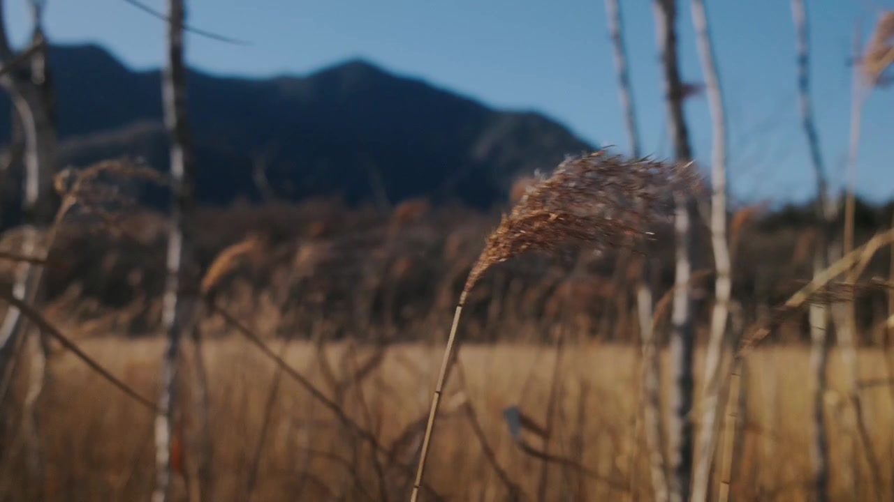 Close up of dry reeds in a field with mountains in the background under soft daylight, creating a calm and natural atmosphere.
