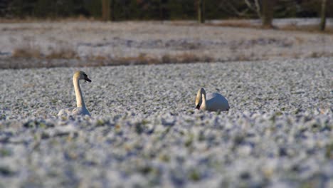 Two-mute-swans-grazing-on-a-field