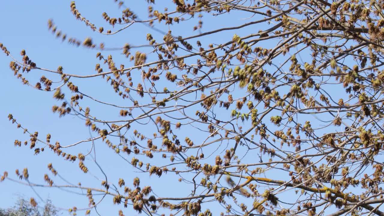 árbol moviéndose en el viento fuerte azul cielo despejado