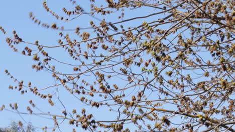 Baum-Bewegt-Sich-In-Starkem-Wind,-Blauer,-Klarer-Himmel