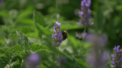 slow motion footage from a bee extracting pollen from a flower