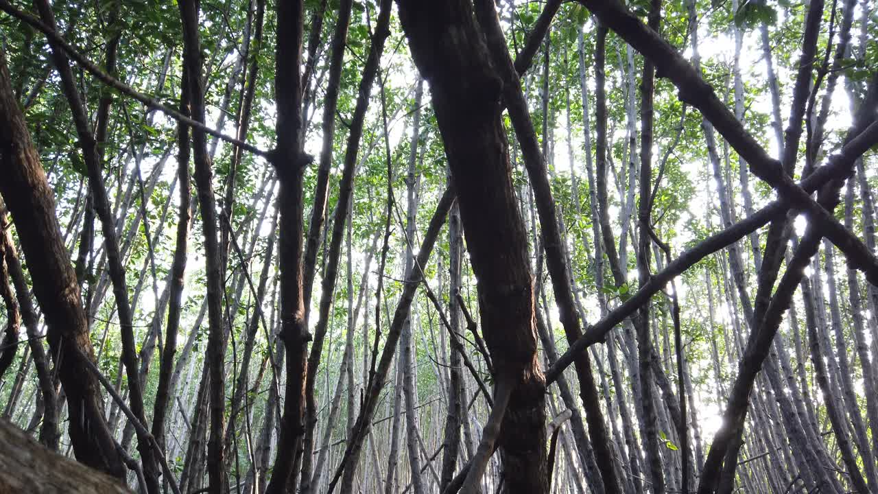 Mangrove Forest Internal View of Roots, Tangles, Swamp during Low Tide, Scenic Conservation Ecosystem in Indonesia, Southeast Asia, Closeup View 4K