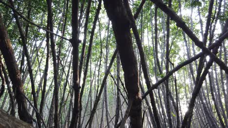 mangrove forest internal view of roots, tangles, swamp during low tide, scenic conservation ecosystem in indonesia, southeast asia, closeup view 4k