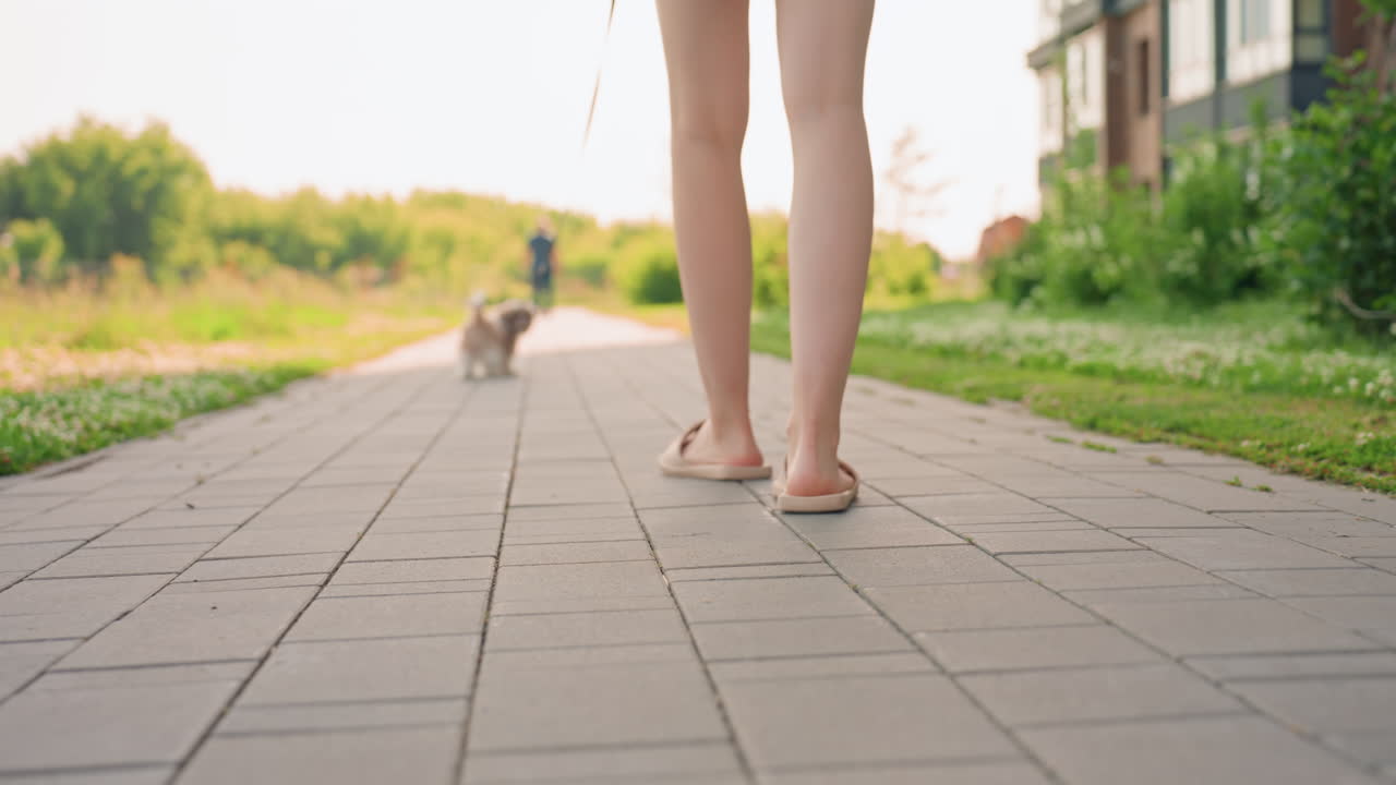 Serene Evening Walk, Peaceful Evening Scene With Lush Surroundings, Tranquil Twilight Walk Along Flowered Suburban Pathway, Gentle Dusk In Suburbs As Woman Accompanies Her Dog Peacefully