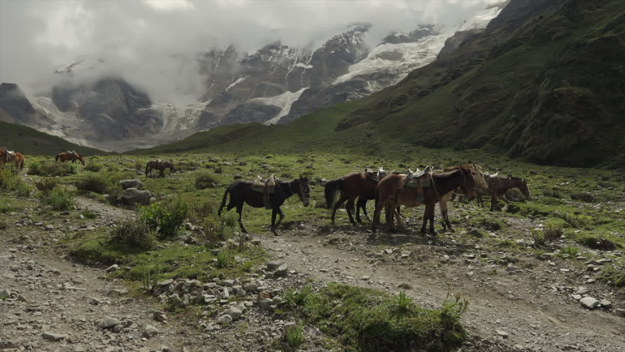 caballos caminando con la nieve pico de la montaña en el fondo humantay salkantay, cusco peru