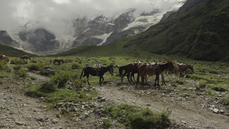 horses walking with snow mountain peak in background humantay salkantay, cusco peru