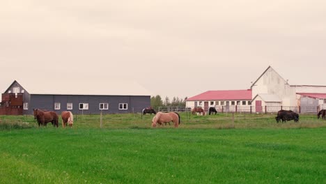 shots of friendly icelandic horses at the farm