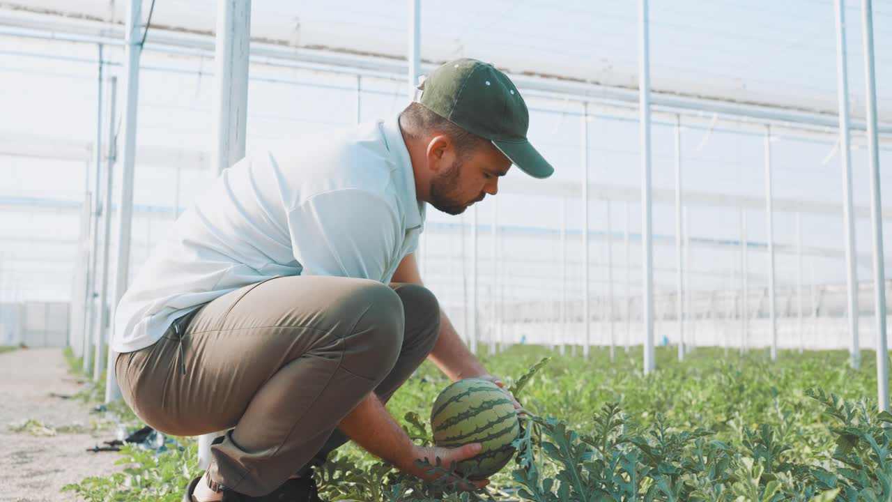 Farmer harvesting watermelon in greenhouse