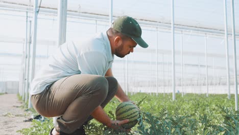 farmer harvesting watermelon in greenhouse