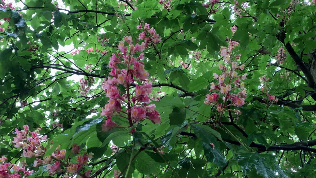 Pink flowers on a chestnut tree are affected by wind and rain
