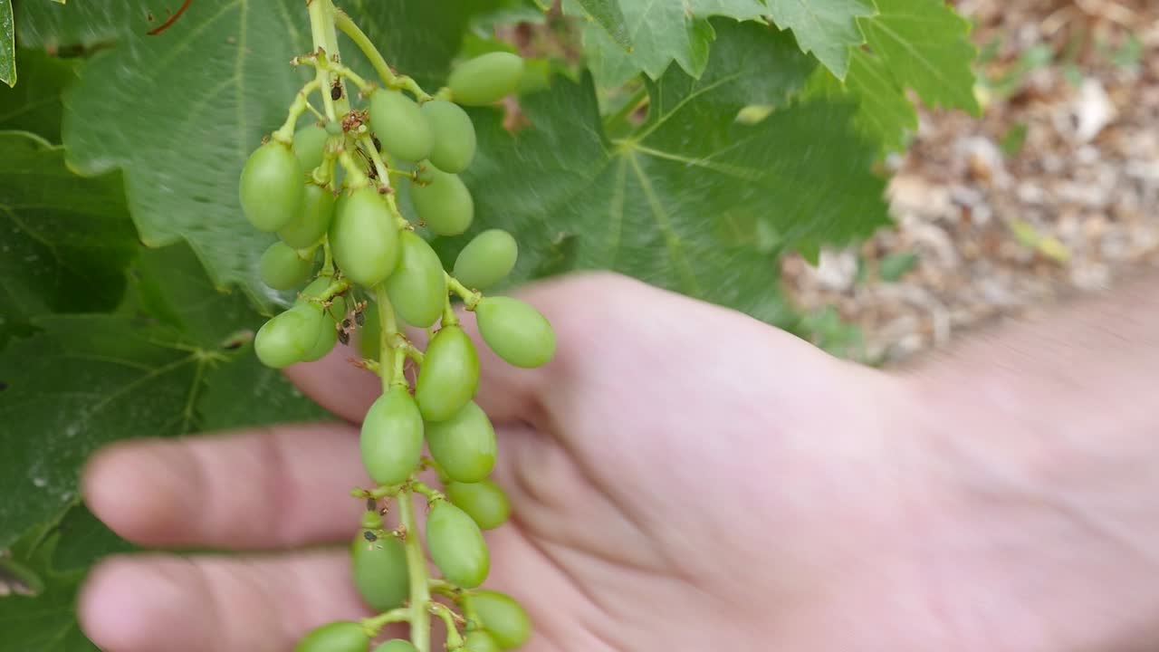 manos tocando uvas en una vid