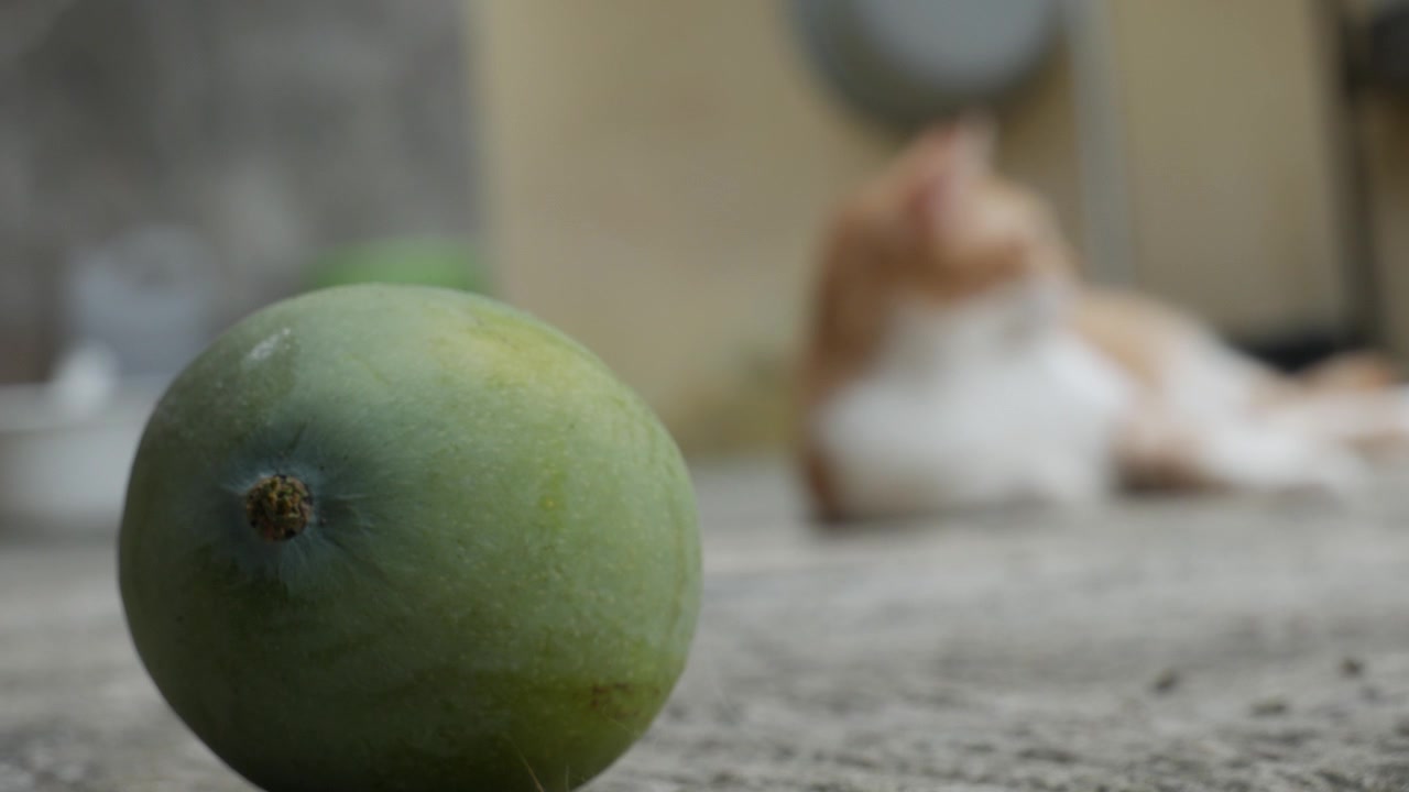 Green Mango in Sharp Focus with a Resting Orange Tabby Cat Blurred in the Background