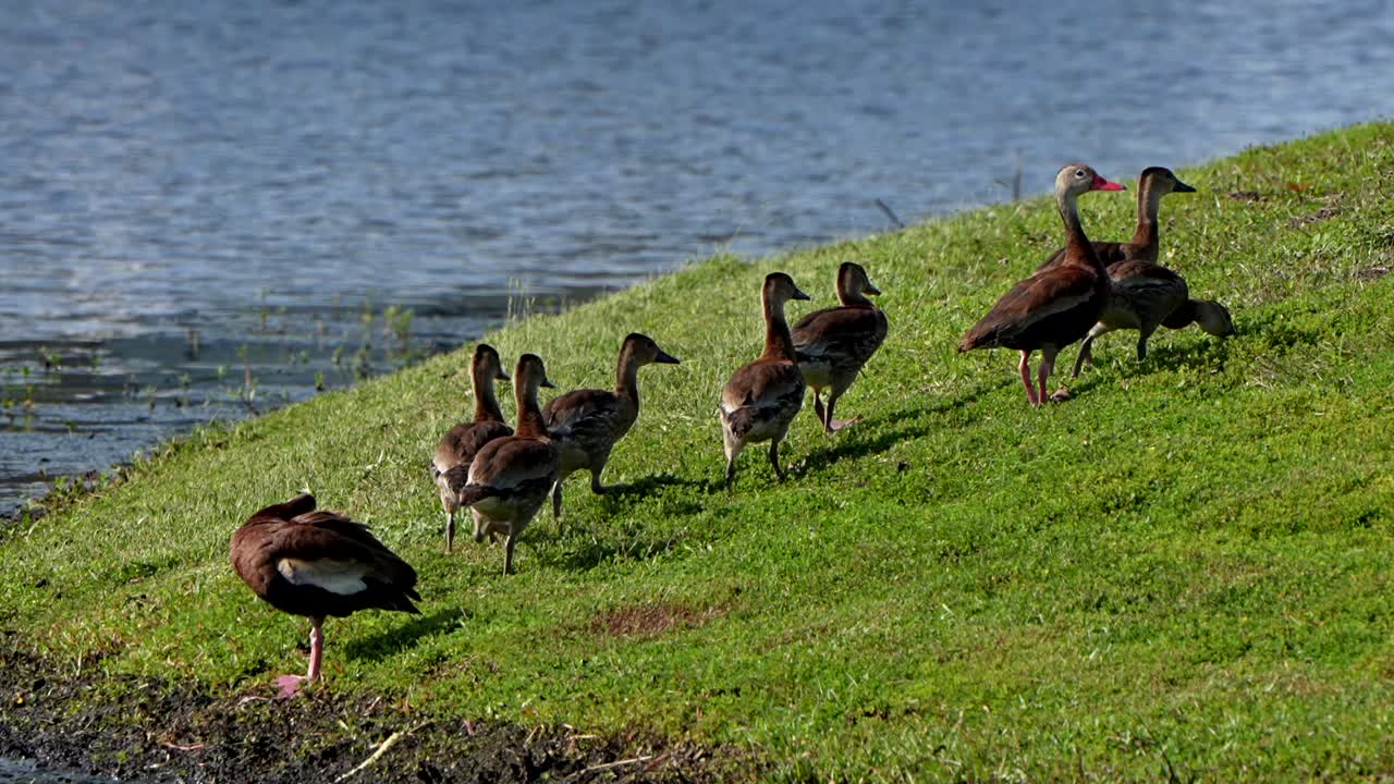 Black bellied whistling duck family