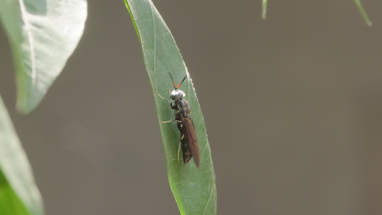 Macro di una mosca soldato nera utile su una foglia verde con antenne attive; natura sostenibile