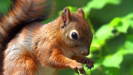 captivating close-up of a squirrel amidst lush greenery, showcasing its playful nature and beautiful fur patterns in a vibrant natural setting