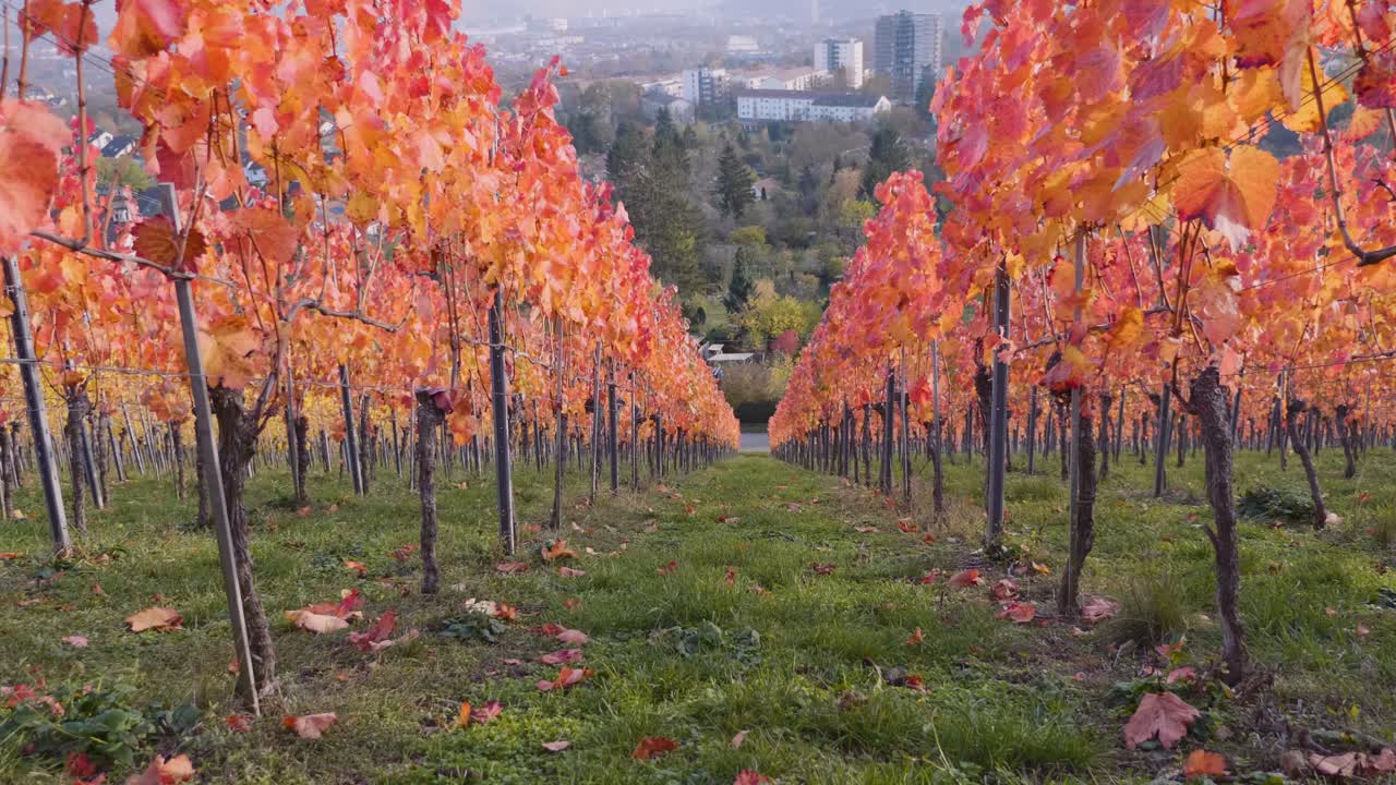 caminando cuesta abajo a través de grandes viñedos coloridos y vides rojas durante el otoño en stuttgart, alemania en 4k