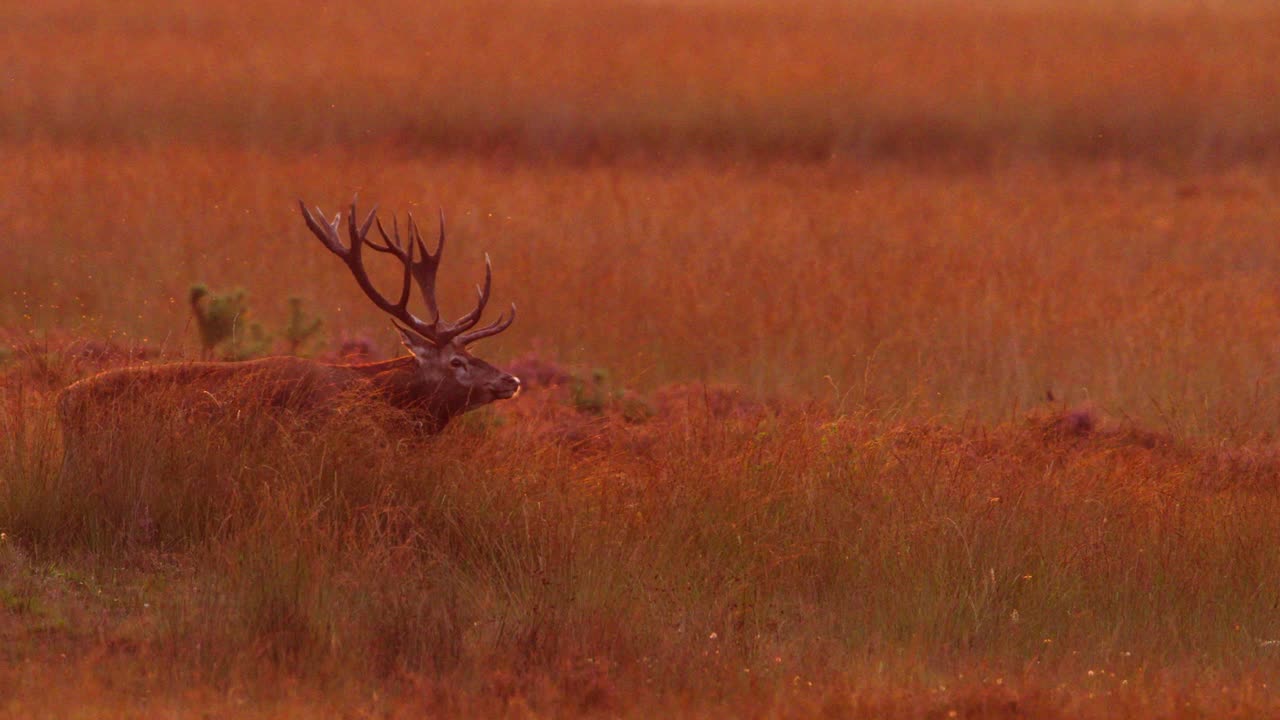 ciervo rojo en el prado del amanecer