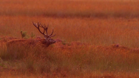 red deer stag in sunrise meadow