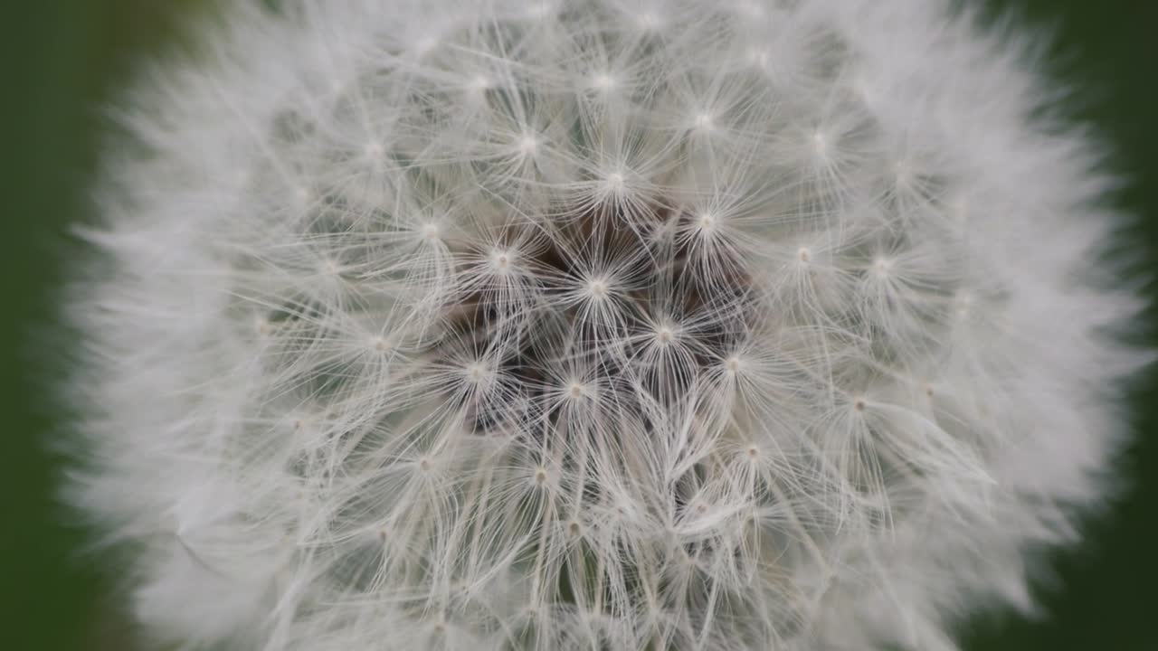 un primer plano de un diente de león