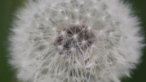 a close up of a dandelion