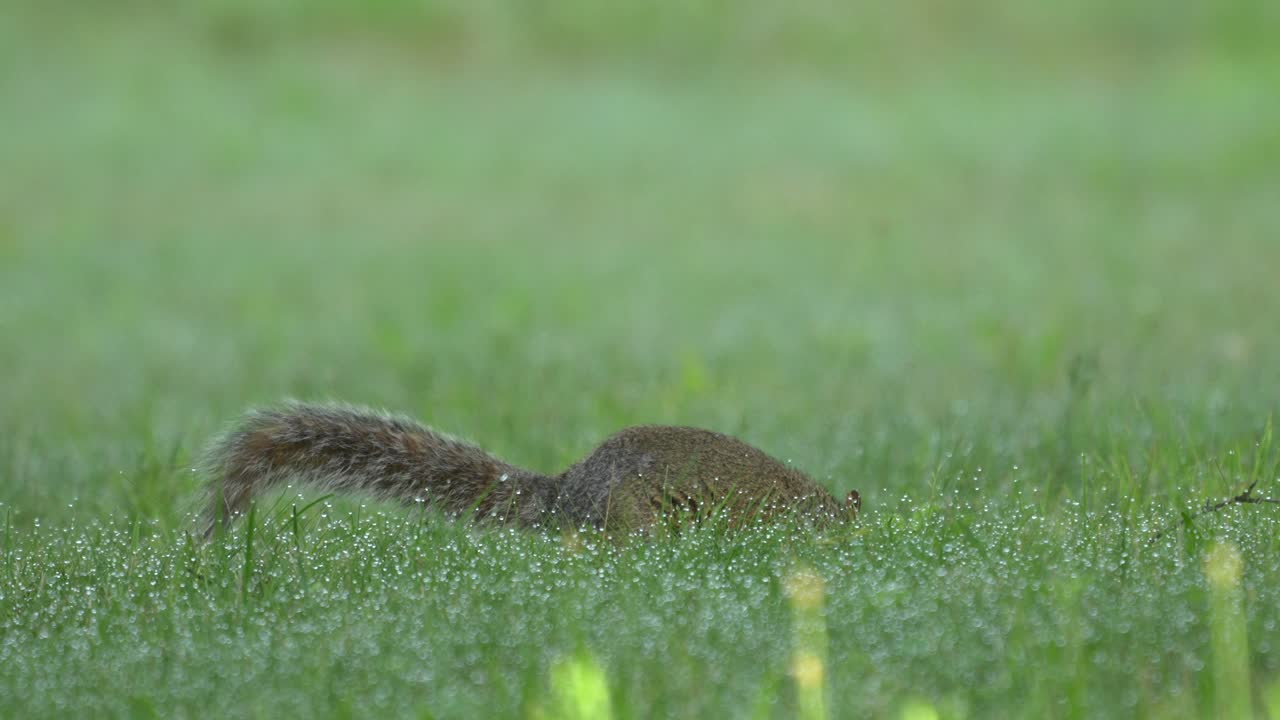A gray squirrel searching in the dewy morning grass in search of something to eat