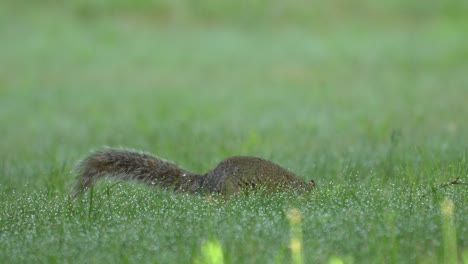 una ardilla gris buscando en la hierba de la mañana de rocío en busca de algo que comer