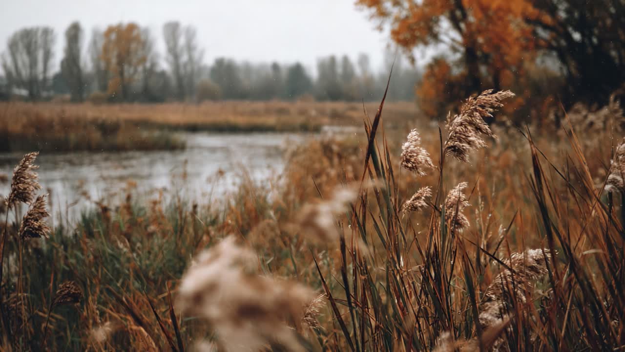 A Tranquil River Scene Flaunting Autumn's Glory: Captivating Views of Reeds, Water, and Vibrant Fall Foliage Under Moody Skies