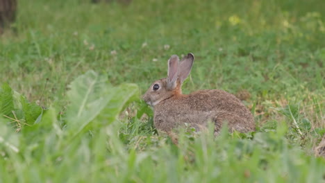 Oryctolagus-Cuniculus-Conejo-Salvaje-Europeo-Comiendo-Hierba-En-La-Naturaleza,-Conejito-En-Prado-Verde