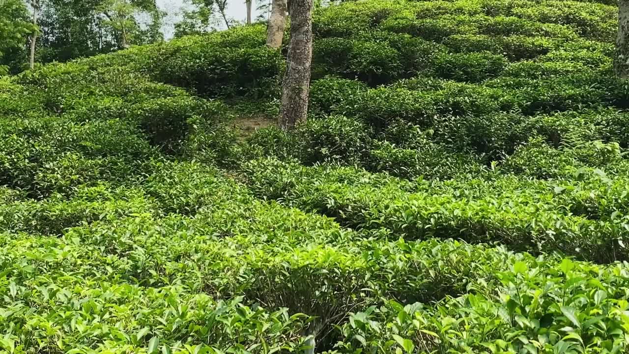 Piantagione di tè a Sylhet, Bangladesh
