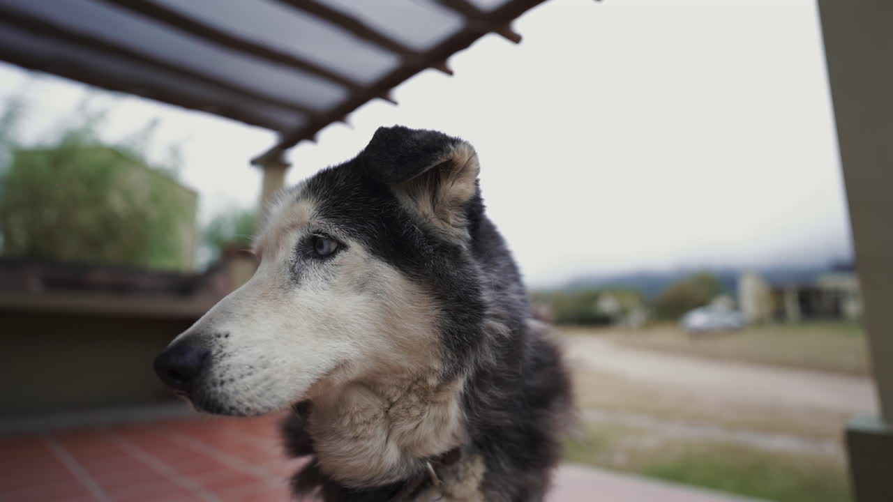 Husky Dog with bright blue eyes, beautiful shot in slowmotion