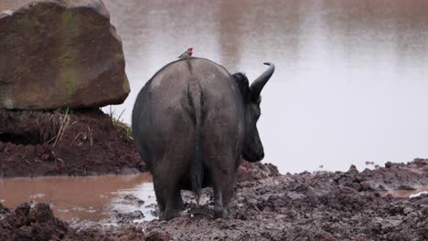 Parte-Trasera-De-Un-Búfalo-Salvaje-En-La-Orilla-Fangosa-Del-Lago-En-El-Parque-Nacional-De-Aberdare,-Kenia,-África-Oriental