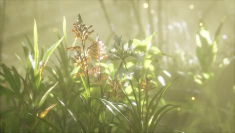 Fog-over-the-river-in-the-early-morning-on-an-summer-day