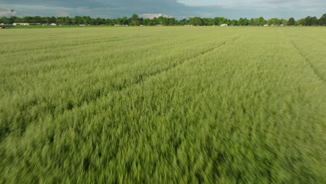 Grüne-Reisfelder-In-Dardanelle,-AR,-Sonnen-Sich-Im-Sonnenlicht,-Ausgedehntes-Grün-Erstreckt-Sich-Bis-Zum-Horizont