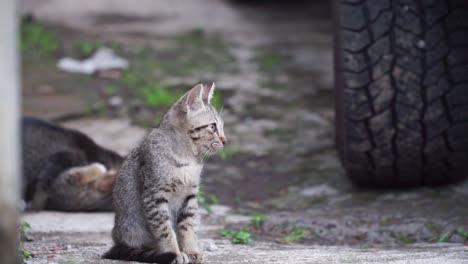 kitten are in outside