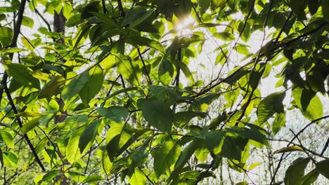 sunlight through branches with green leaves in the first days of spring