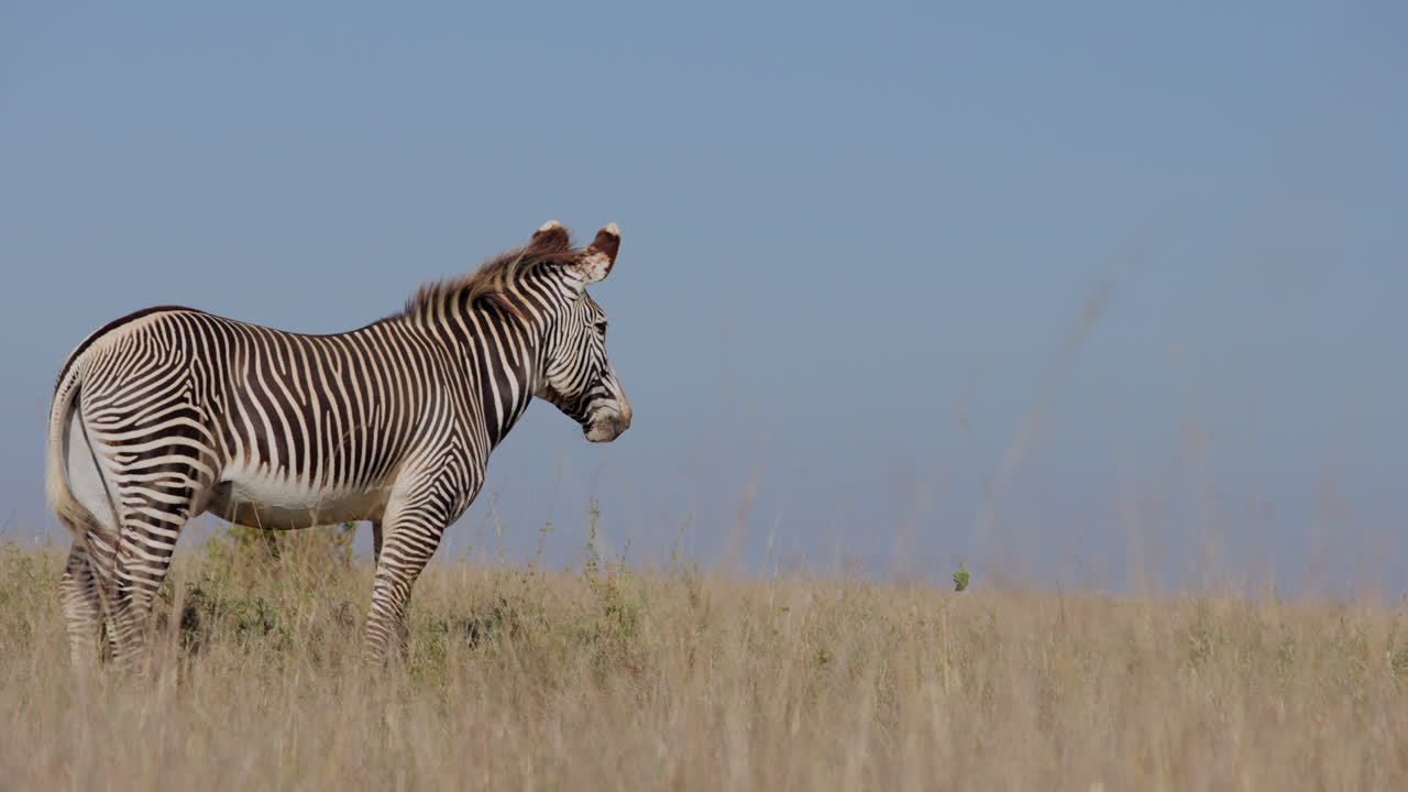 Han-slettezebra står og logrer med halen.