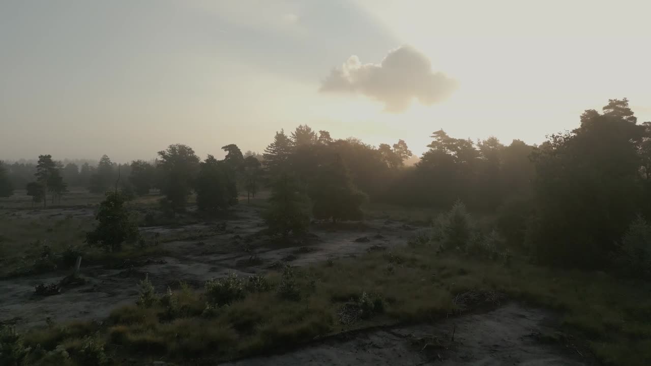 el amanecer brumoso sobre el bosque