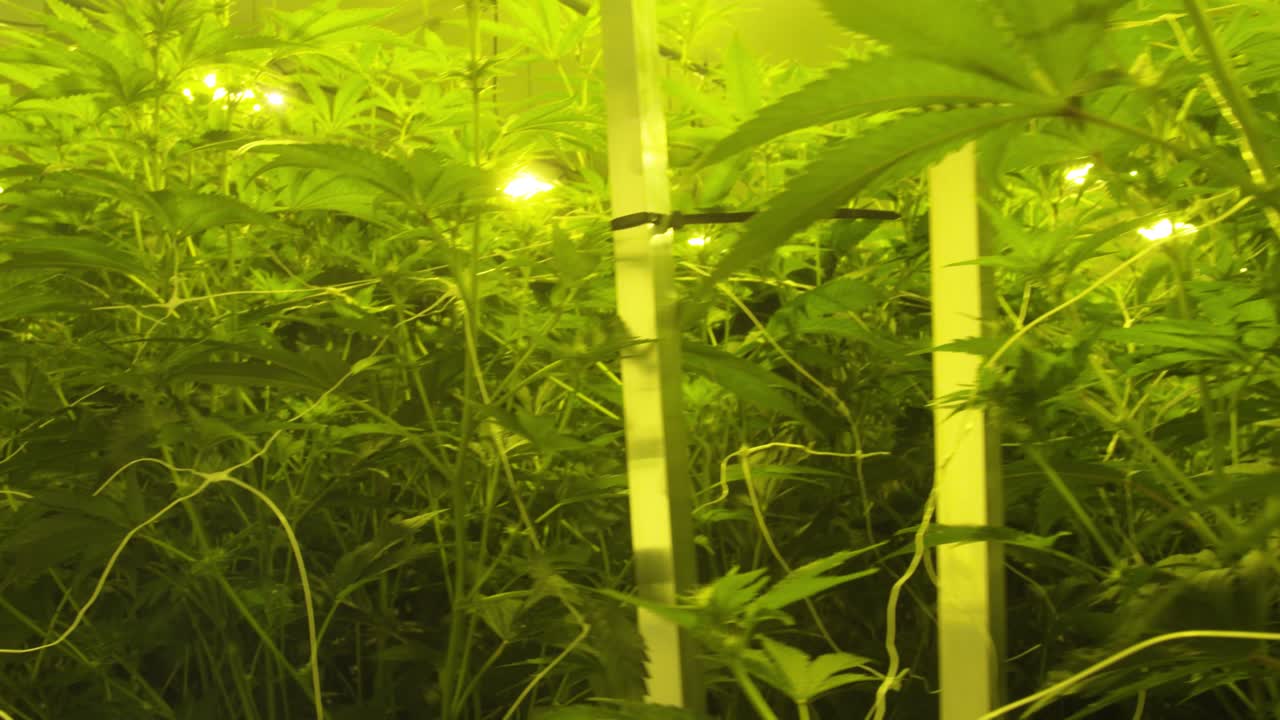 plantas de marihuana de interior crecen en casa, hojas de maceta altas bajo las luces de la casa de cultivo para tratamiento médico, panorámica