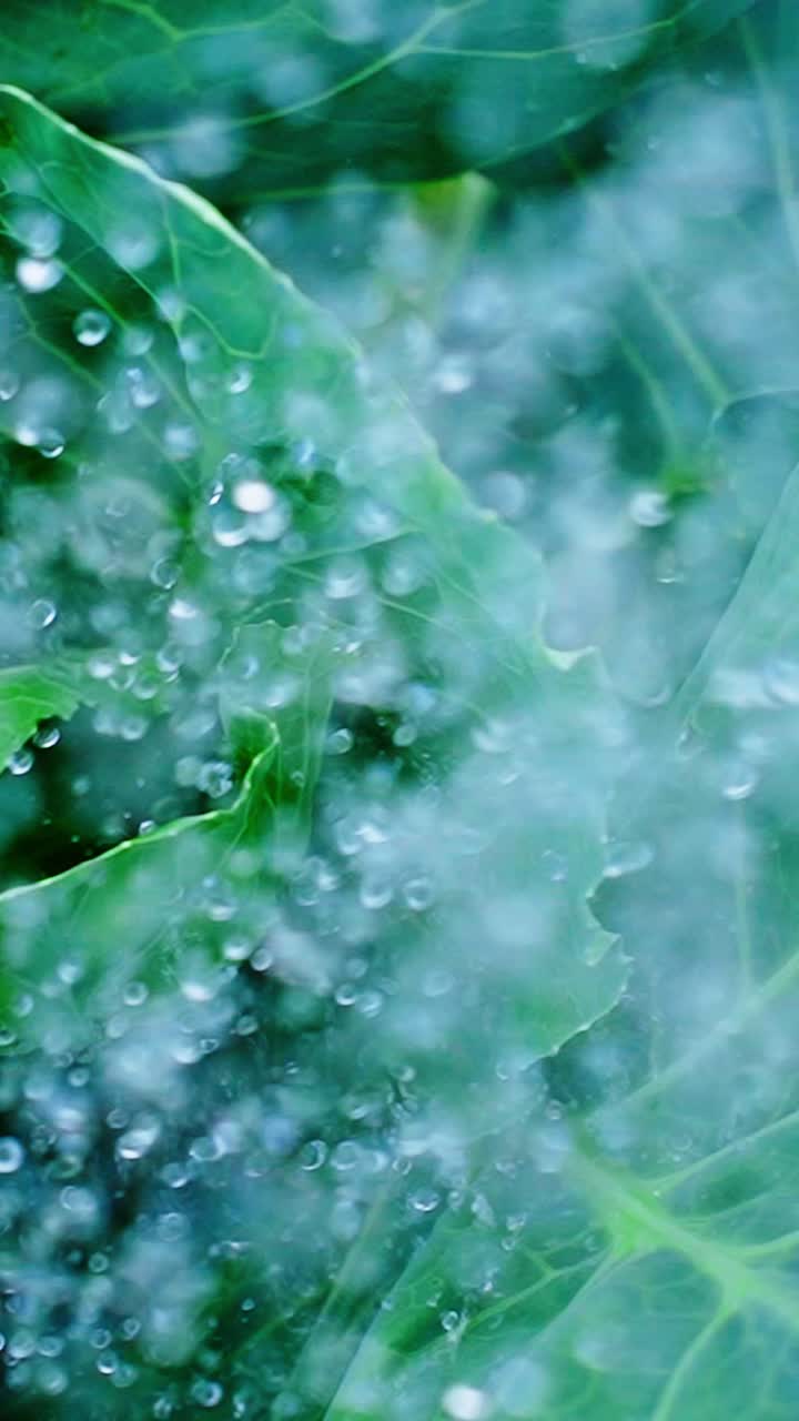 L'acqua schizza contro foglie verdi lussureggianti, creando uno spettacolo vivace degli elementi della natura.