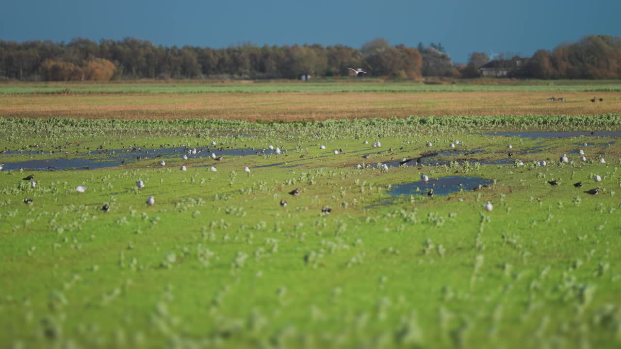стадо птиц на затопленном луге