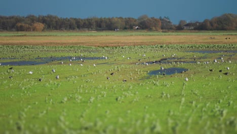 Una-Bandada-De-Pájaros-En-La-Pradera-Inundada