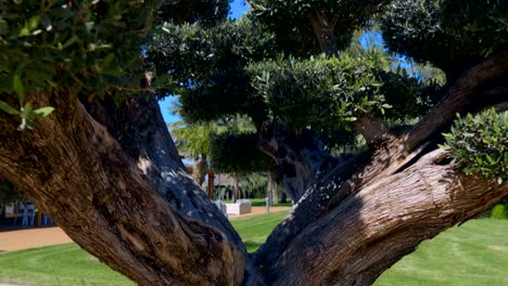 beautifully trimmed old tree against a blue sky