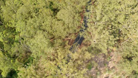 traffic canopy by bushes forest in sunshine coast region, queensland australia