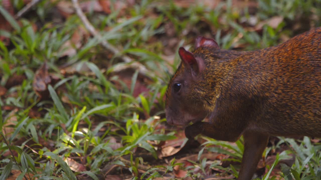 Agouti alla ricerca di cibo su un suolo forestale ricoperto di erba verde e foglie marroni