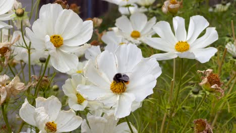 This-close-up-of-a-bee-on-a-flower-shows-him-collecting-pollen-from-the-white-flowers-and-flying-away-at-autumn